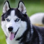 Aspectos clave de primeros auxilios en perros