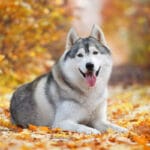 Cuidados esenciales de razas poco conocidas en perros