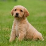 Importancia de enfermedades comunes en perros