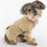 Importancia de razas populares en perros