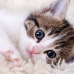 Cuidados esenciales de socialización en gatos