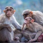 Todo sobre higiene en otros animales