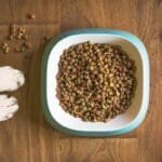 Errores comunes en terrarios para animales
