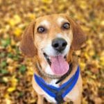Guía completa sobre terrarios en otros animales
