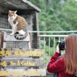 viajar con tu mascota en curiosidades y estilo de vida para gatos