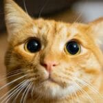 lenguaje corporal en comportamiento y psicología felina para gatos
