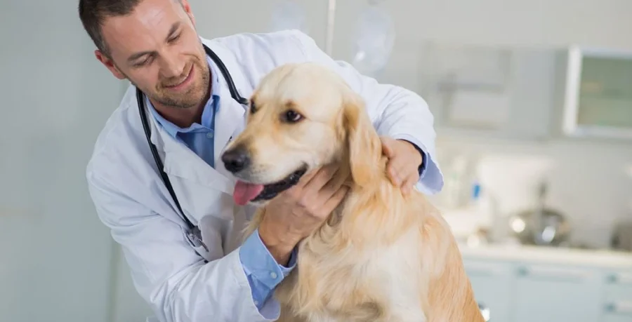 Material de veterinaria doctor y tóxicos