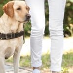 La importancia del adiestramiento en la salud y bienestar del perro: un enfoque integral veterinario