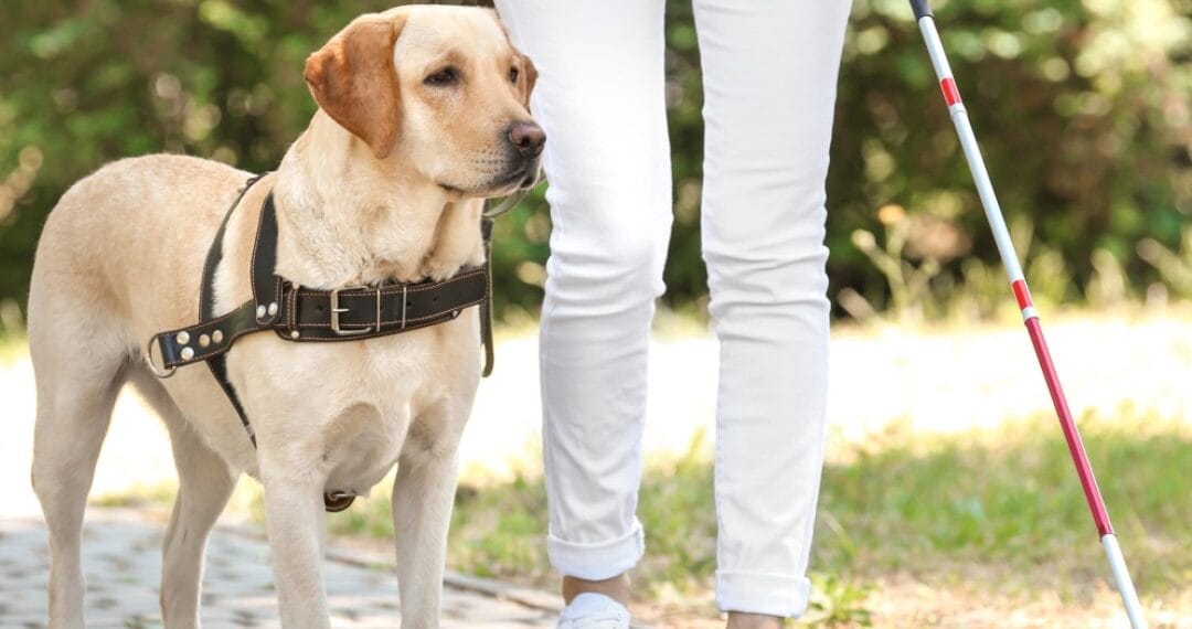 adiestramiento en la salud y bienestar del perro