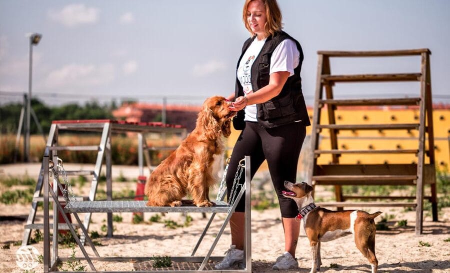 adiestramiento en salud y bienestar del perro