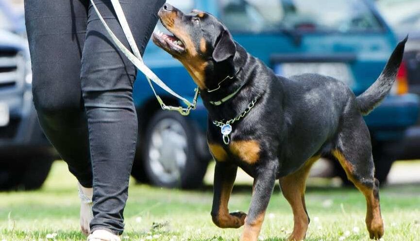 adiestramiento la salud y bienestar del perro