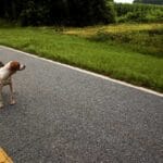 Atropello de Perro: Guía de Acción Urgente para Dueños