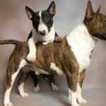 ¿Por qué el bull terrier miniatura es el perro ideal para la familia?
