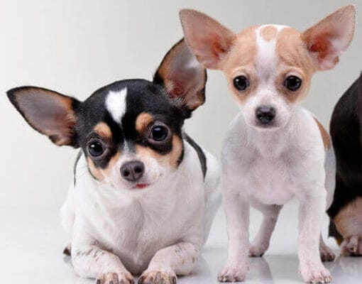 cachorros de chihuahuas dos y medio