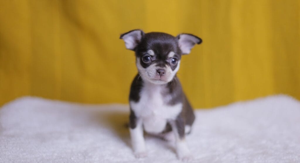 cachorros de chihuahuas