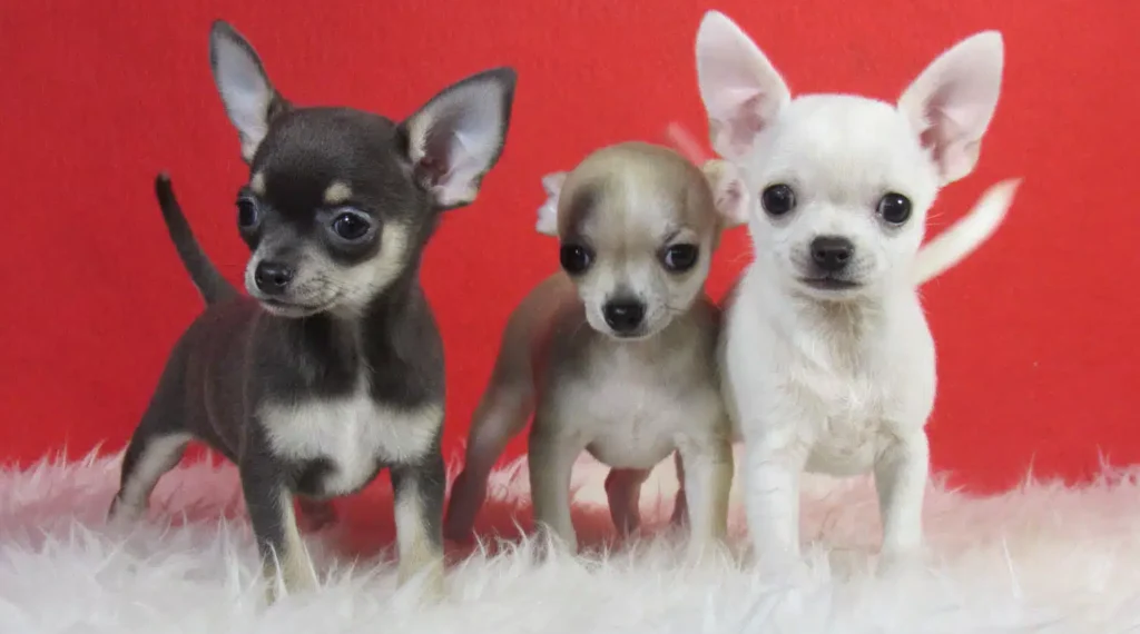 cachorros de chihuahuas tres