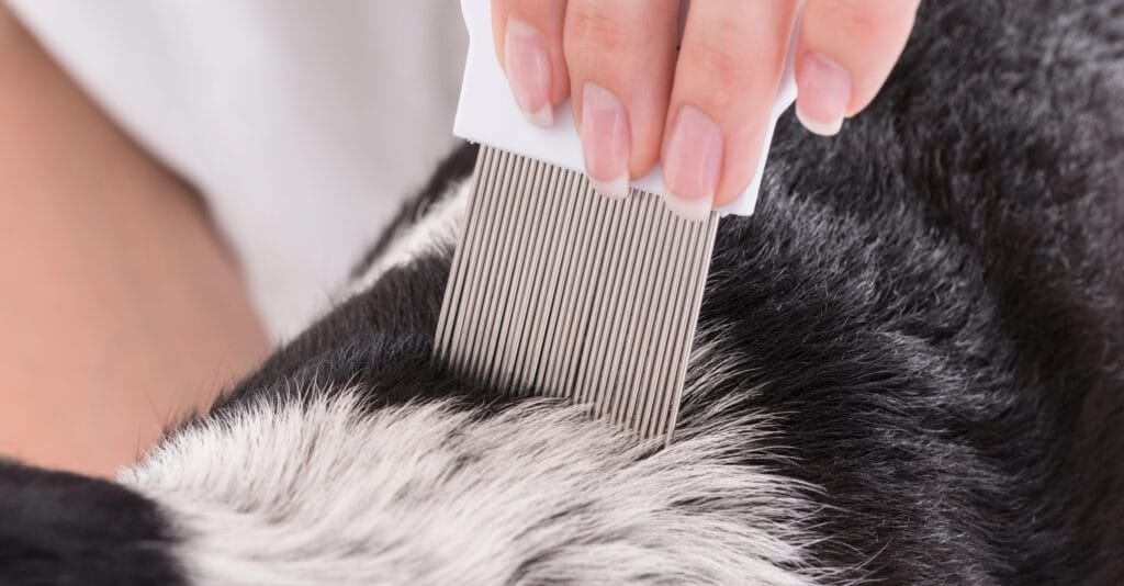 eliminar pulgas de forma natural en perros y gatos