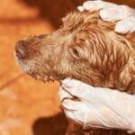 Cómo eliminar pulgas de forma natural en perros y gatos en primavera