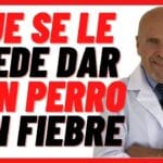 Emergencia Veterinaria: Qué Hacer si tu Mascota Ingiere Huesos Peligrosos