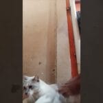 Mi Gato se Desmaya Frecuentemente: Causas y Qué Hacer