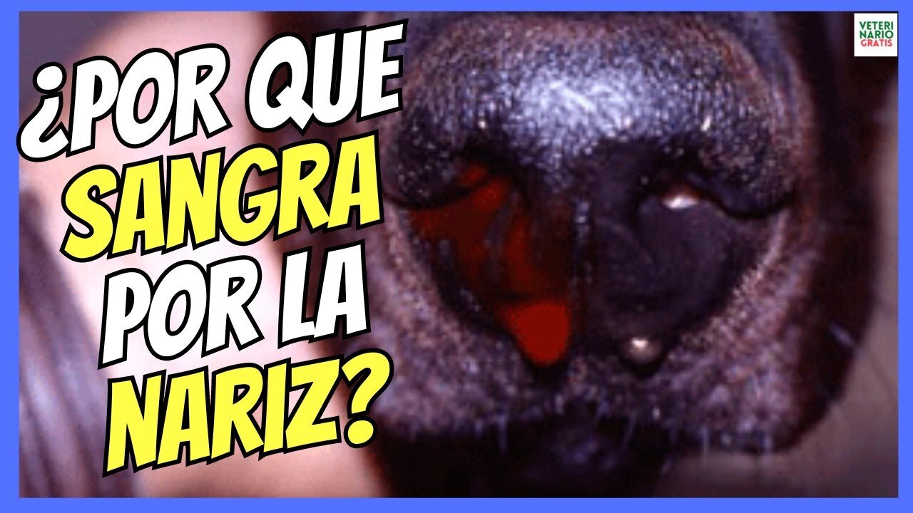 ¿Por qué mi mascota tiene sangrado nasal?