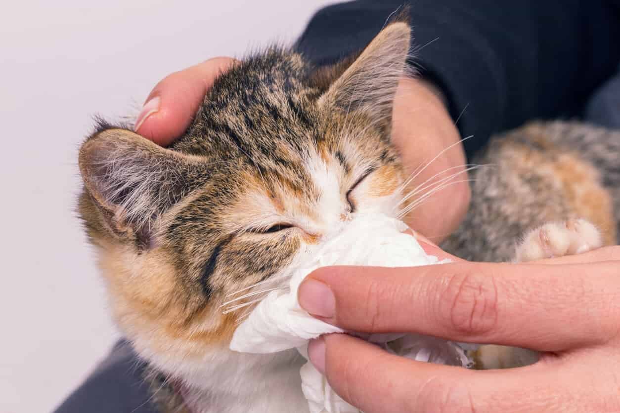 Qué hacer si tu mascota presenta sangrado nasal