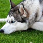 Sangrado Nasal en Mascotas: Qué Hacer y Cuándo Preocuparse