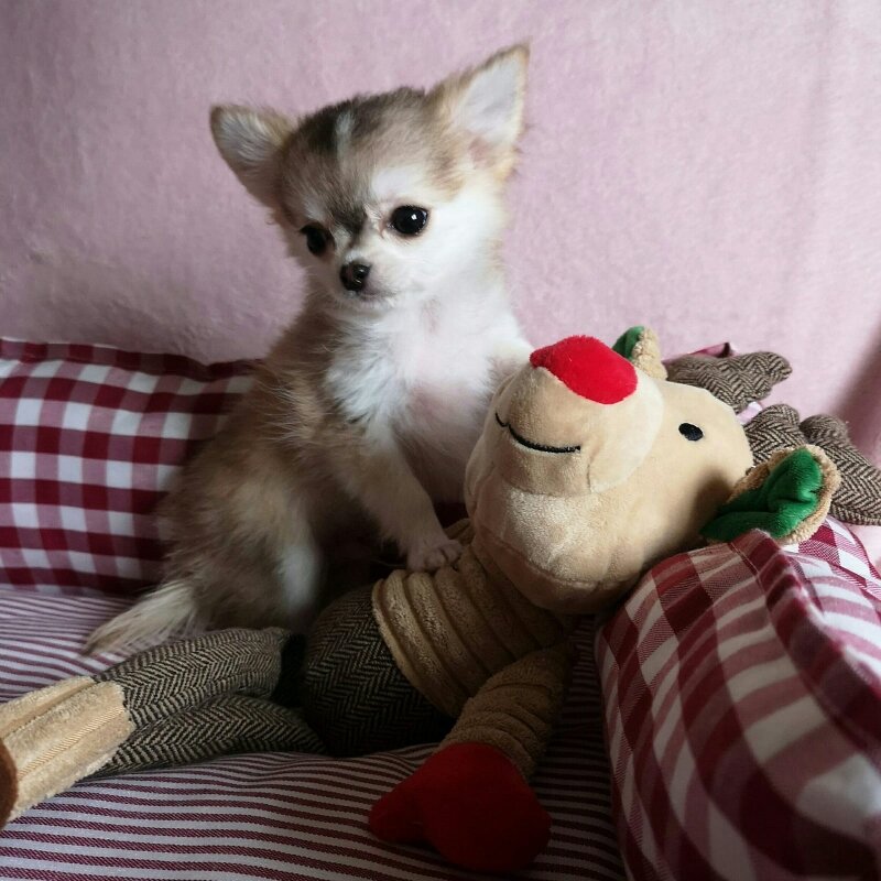 <strong>Coste de comprar un cachorro de chihuahua