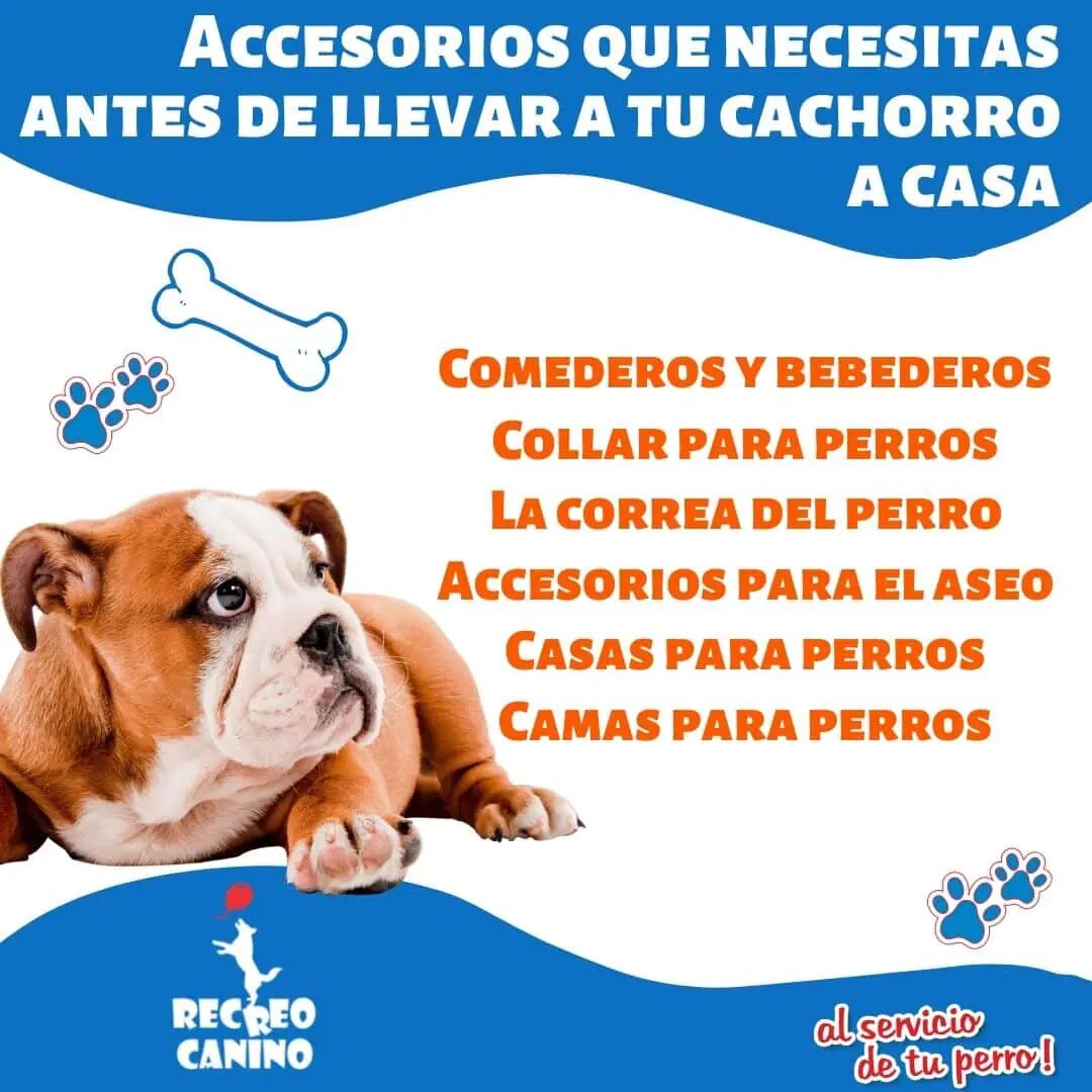<strong>Importancia del criador al comprar un cachorro