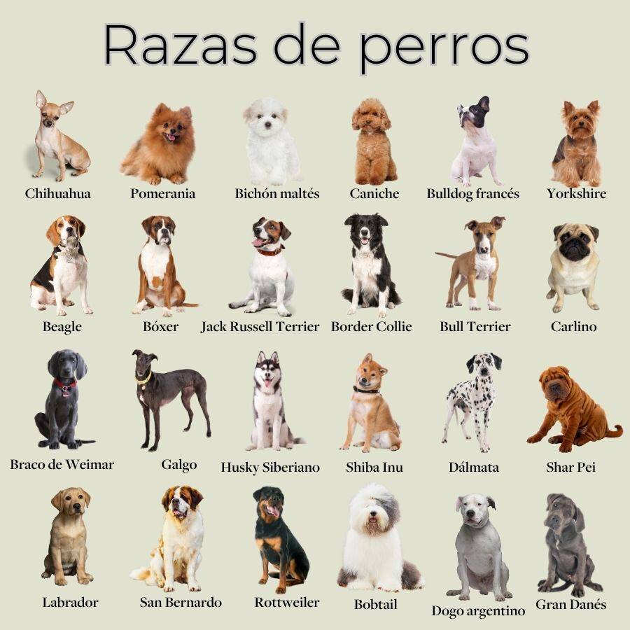 <strong>Introducción: la conducta como indicador de salud en el perro