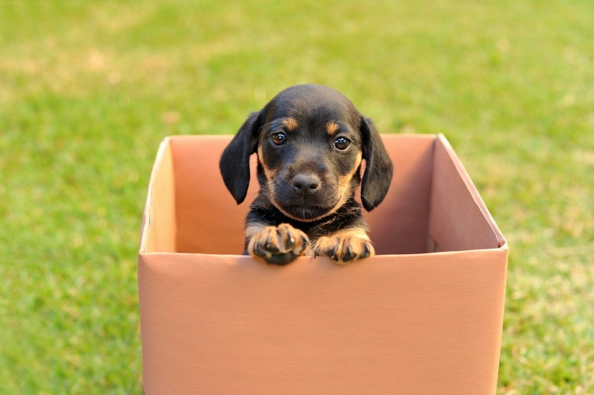 <strong>Preparar el hogar para un cachorro
