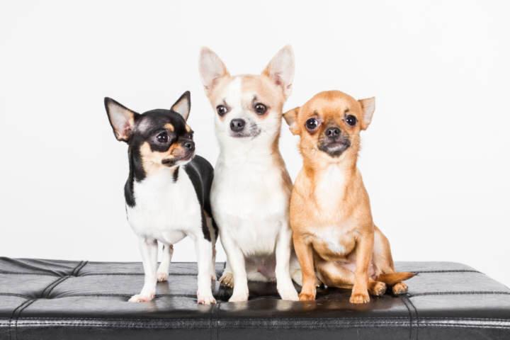 <strong>Tipos de chihuahua y cómo elegir el adecuado