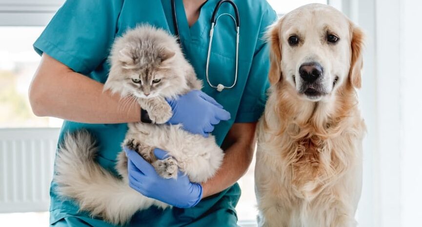 Seguro Veterinario para Perros y Gatos