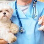 Seguro Veterinario para Perros y Gatos: Protección Integral para la Salud de tu Mascota