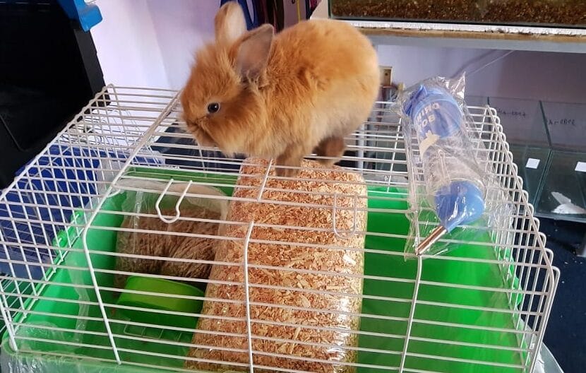 Todo para conejos en un solo lugar conejo marron