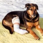 Cómo Identificar Fracturas en Perros: Guía Rápida para Dueños Preocupados
