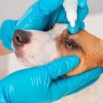 Emergencias Oculares en Perros y Gatos: Reconócelas y Actúa Rápido