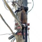 Emergencias por Electrocución en Perros: Cómo Actuar y Prevenir