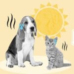 Emergencias Veterinarias en Verano: Cómo Proteger a tu Mascota del Calor y Otros Peligros