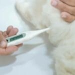 Fiebre en Gatos: ¿Cuándo es una Urgencia Veterinaria?