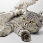 Fiebre Persistente en Gatos: Qué Hacer y Cuándo Acudir al Veterinario
