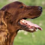 Jadeo Constante en Perros: Causas, Síntomas y Qué Hacer