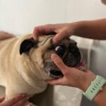 Úlceras Oculares en Mascotas: Guía Rápida para Dueños Responsables