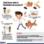 Mordedura de Serpiente en Perros: Guía Rápida de Primeros Auxilios y Qué Hacer