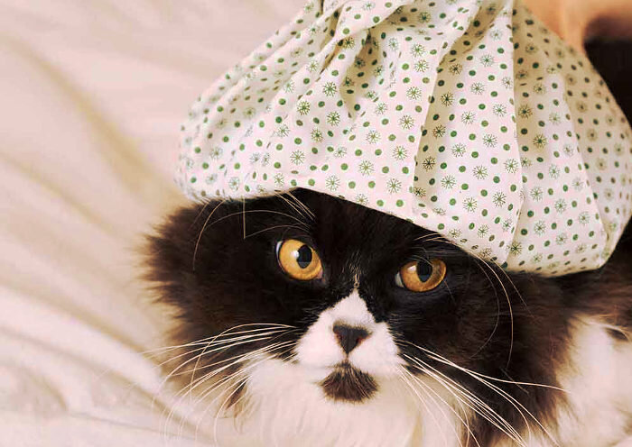 ¿Por Qué Mi Gato Tiene Fiebre Persistente? Causas Comunes y Señales de Alerta