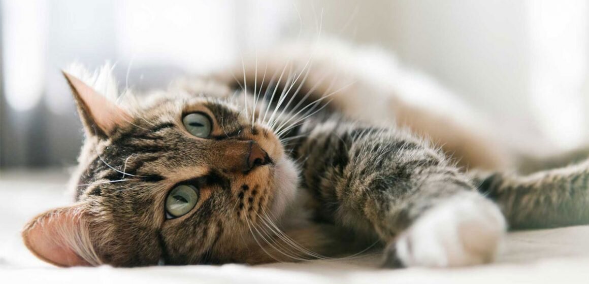 ¿Por Qué Mi Gato Tiene las Pupilas Muy Contraídas?
