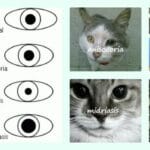 Pupilas Contraídas en Gatos: Causas y Qué Hacer para Ayudar a tu Felino