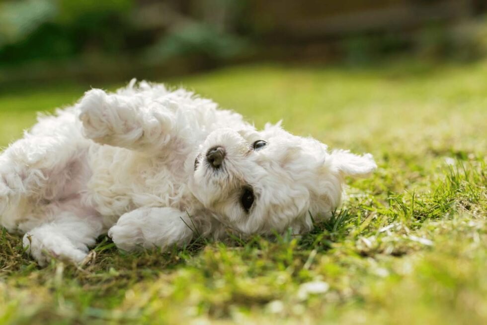 ¿Qué Hacer Ante Convulsiones en Perros? Guía Rápida y Esencial