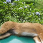 Qué Hacer Ante Convulsiones en Perros: Guía Rápida y Esencial