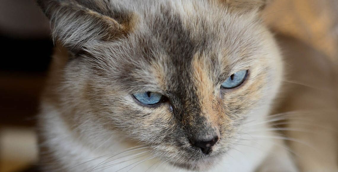 ¿Qué Hacer si Tu Gato Tiene Pupilas Muy Contraídas?